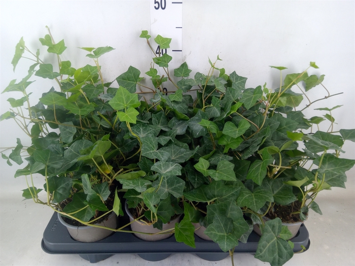 <h4>Hedera hibernica</h4>