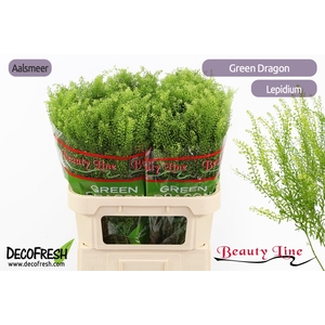 LEP VI GREEN DRAGON