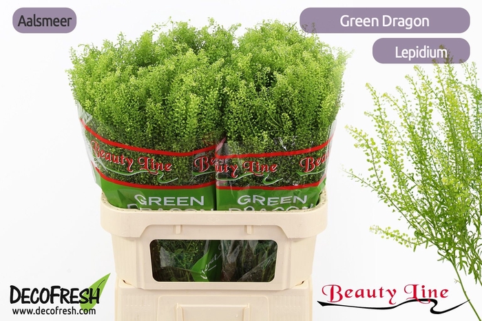 <h4>LEP VI GREEN DRAGON</h4>