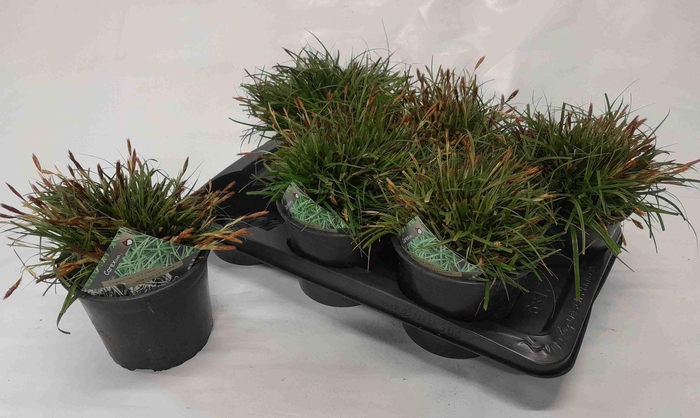 <h4>CARE OSHIMENSIS</h4>