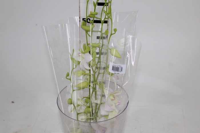 DENPHALAEN MACO MINIMO 30 FLORES