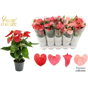 Anthurium 12 cm 4 color Love mix in Haute Couture sleeve