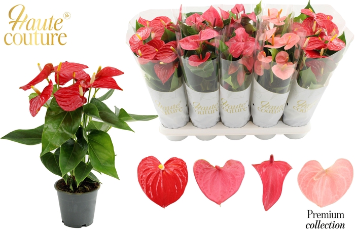 <h4>Anthurium 12 cm 4 color Love mix in Haute Couture sleeve</h4>