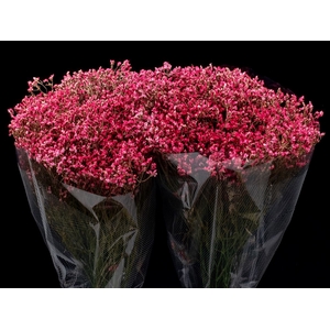 Limonium Light Red