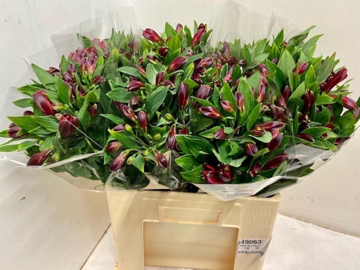 <h4>ALSTR RUMBA</h4>