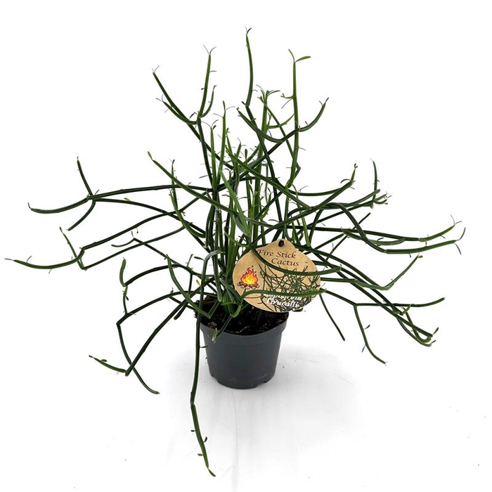 <h4>EUPHORBIA TIRUCALLI P12</h4>