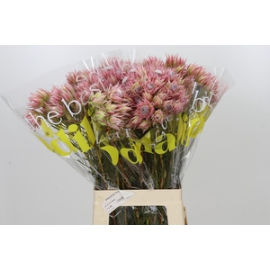 Blushing Bride Pink 2/5 Flowers