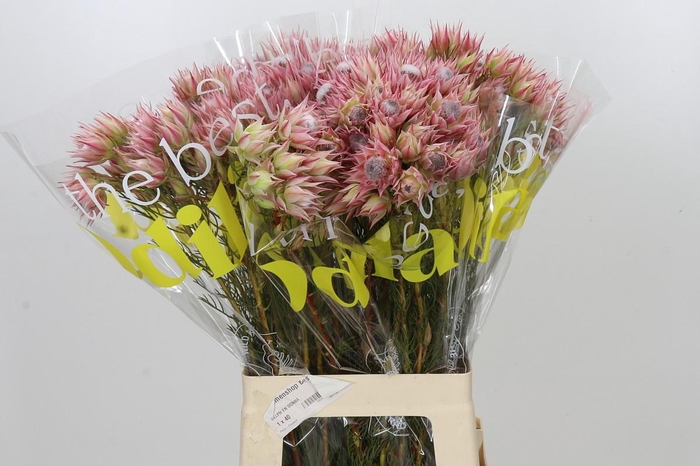 <h4>Blushing Bride Pink 2/5 Flowers</h4>