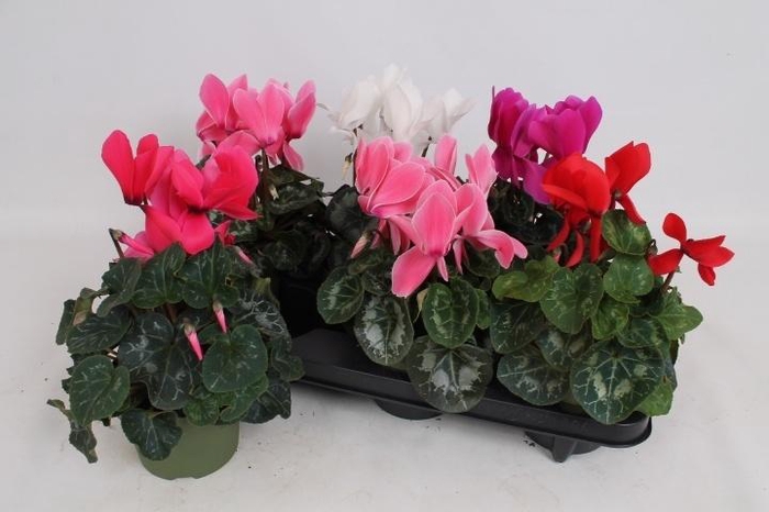 arr8 Cycl Gr Sup Vintro