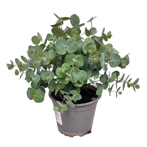 EUCAL GUNNII