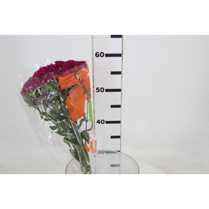 DIANTHUS BARBADUS AMAZON NEON CHERRY