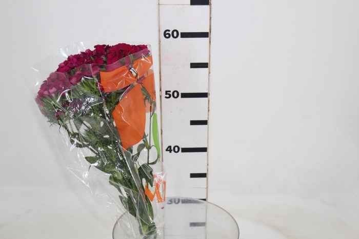 <h4>DIANTHUS BARBADUS AMAZON NEON CHERRY</h4>