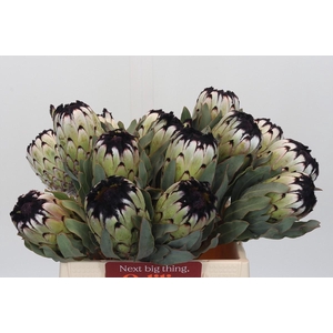 Protea Niobe