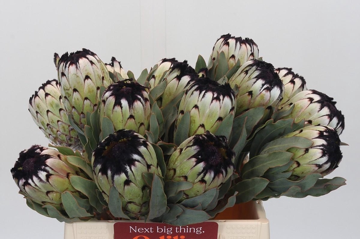 Protea Niobe