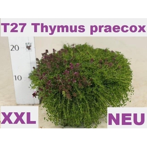 Thym Praecox