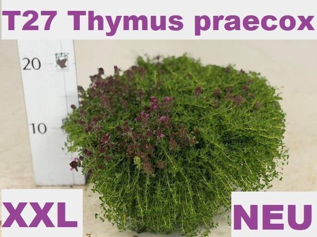 <h4>Thym Praecox</h4>
