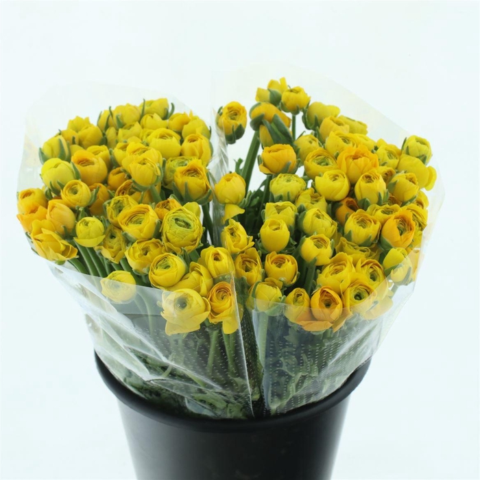 <h4>Ran El Yellow Extra</h4>