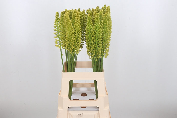 <h4>Eremurus Yellow Cleo</h4>