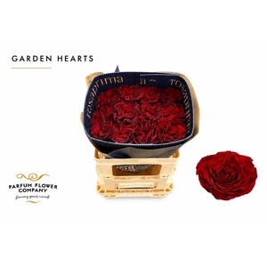 Rosa Garden Hearts