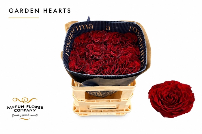 <h4>Rosa Garden Hearts</h4>