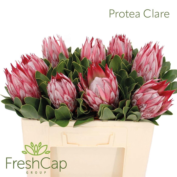 <h4>PROTEA CY CLARE</h4>