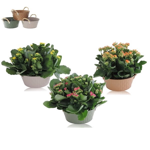 <h4>Collectie Amun Kalanchoë Double Mix in Zink 21 cm</h4>