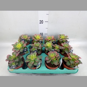 Aeonium   ...