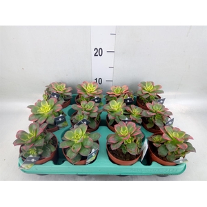 Aeonium   ...