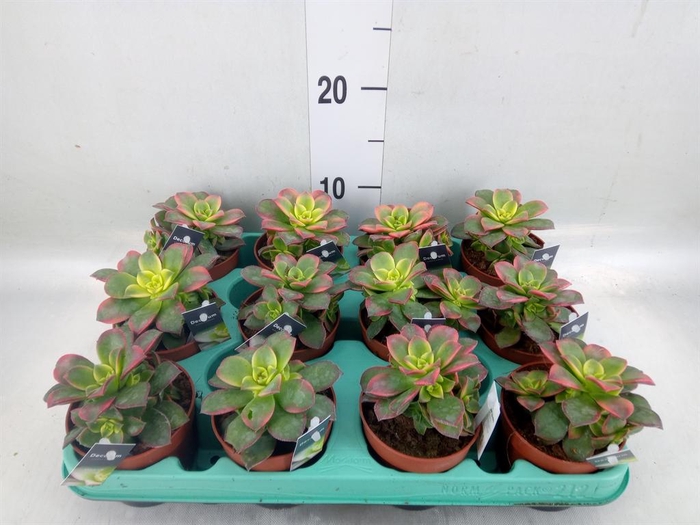 <h4>Aeonium   ...</h4>