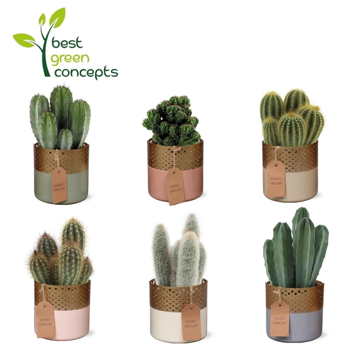 <h4>CACTUS OV</h4>
