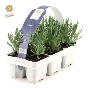 Lavandula 6-Pack