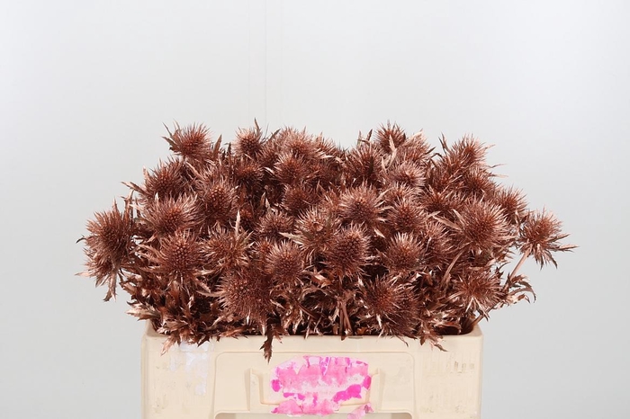 <h4>Eryn Supernova Kl Bh Koper</h4>