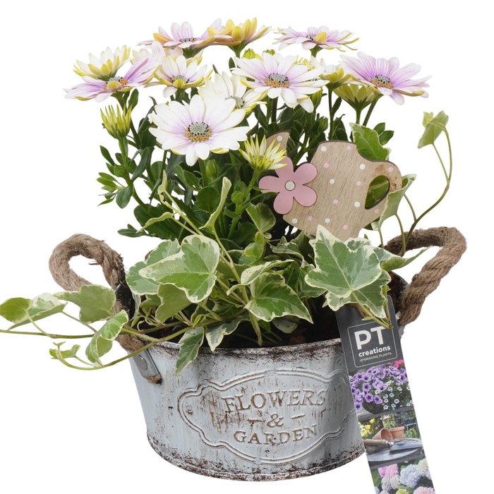 <h4>PTPP6880 Arrangement Patio in metalen schaal</h4>