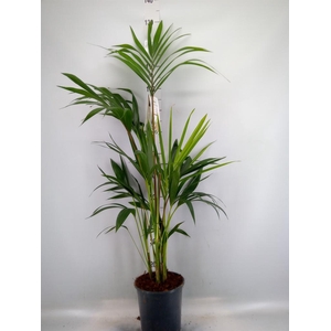 Howea forsteriana