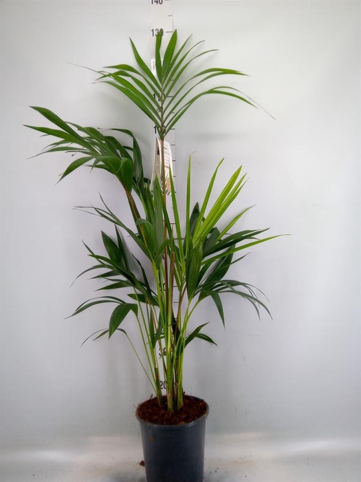 <h4>Howea forsteriana</h4>