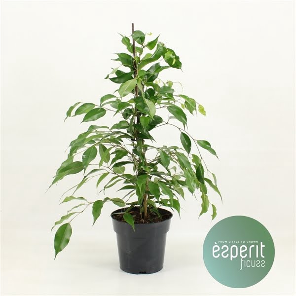 <h4>Ficus benjamina Danita®</h4>