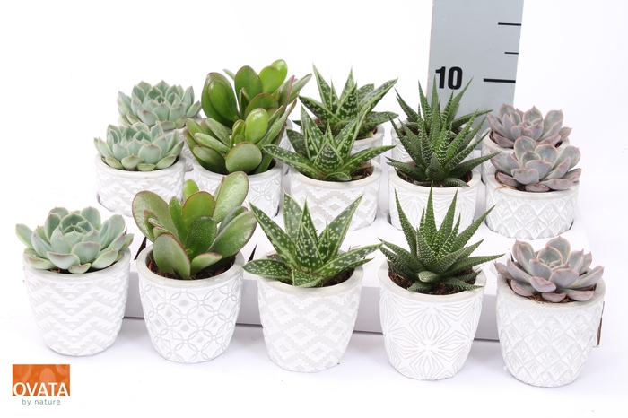 <h4>SUCC GEM 5 SRT</h4>