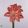 Lilium Az Rozalynn 19cm