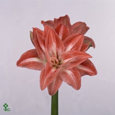 Lilium Az Rozalynn 19cm