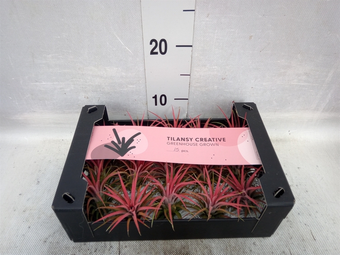 <h4>Tillandsia ionantha</h4>