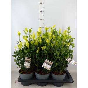 Euonymus japon. 'Himalaya'