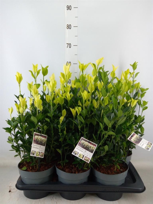 <h4>Euonymus japon. 'Himalaya'</h4>