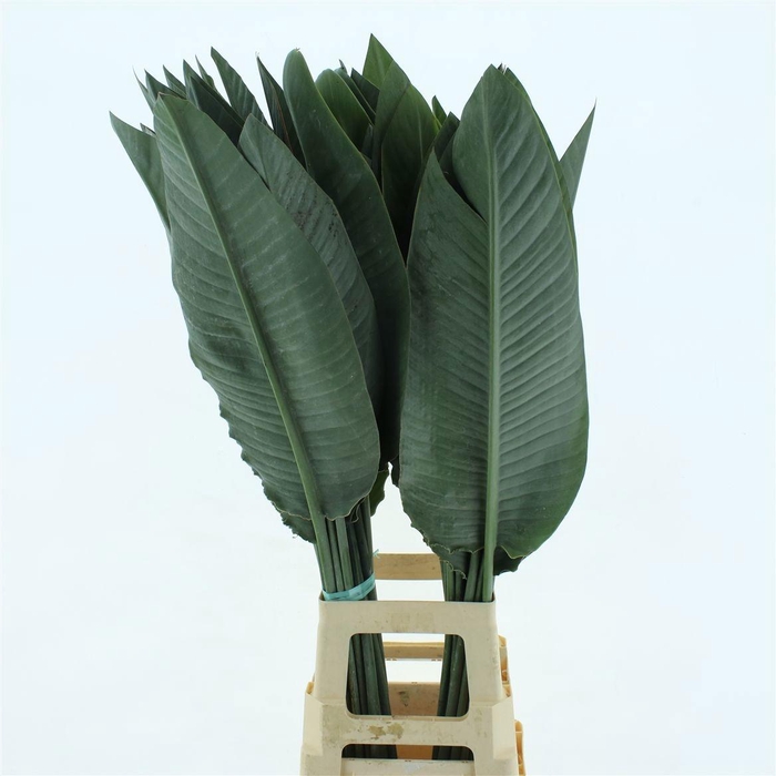 <h4>STRELIT BLAD</h4>