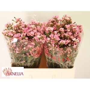 Chamelaucium Sarahs Delight