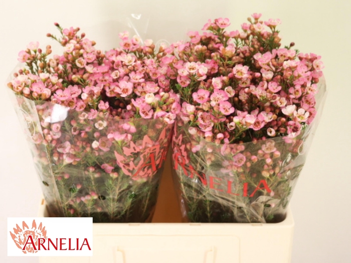 <h4>Chamelaucium Sarahs Delight</h4>