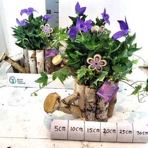 ARR TUINPLANTEN