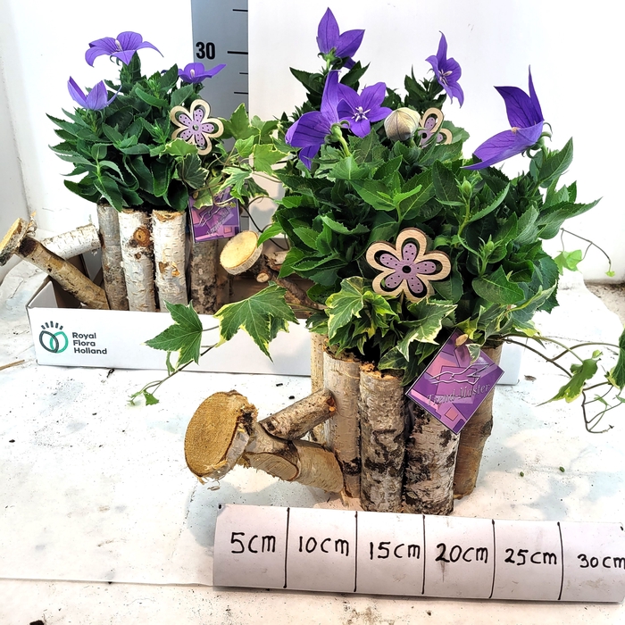<h4>ARR TUINPLANTEN</h4>