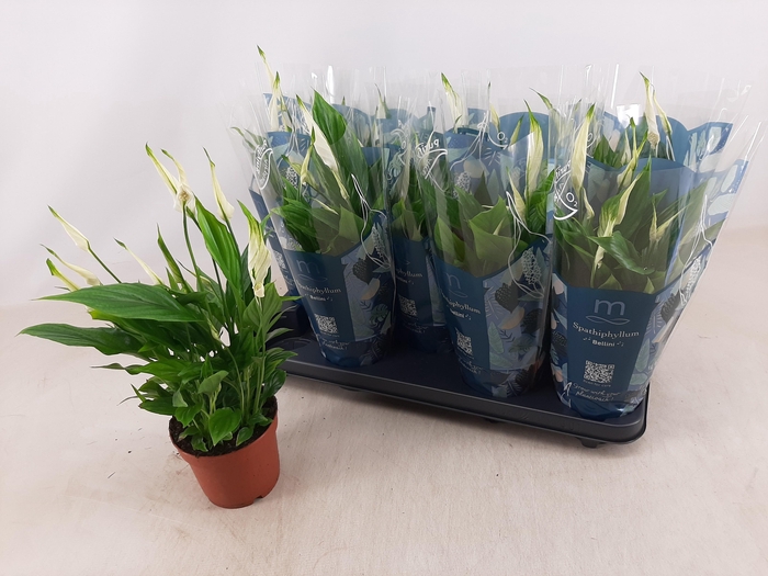 <h4>SPATH BELLINI</h4>