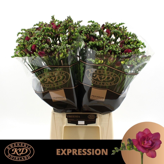 <h4>Freesia du Expression</h4>
