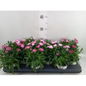 Dianthus  'Oscar Pink Star'